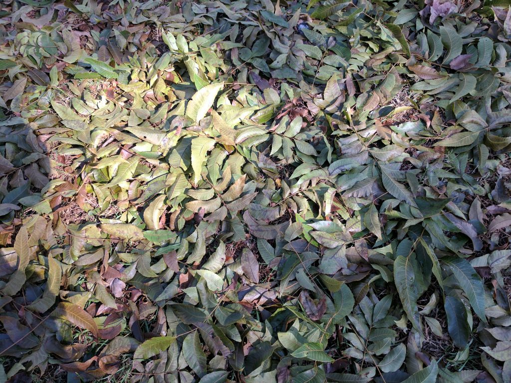 pixel xl green leaves on ground